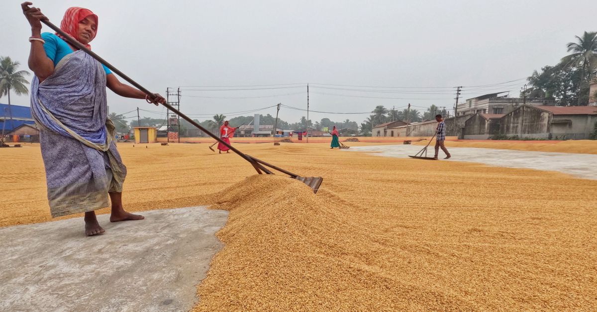 Women raking harvested rice on a drying yard in a rural Indian village.